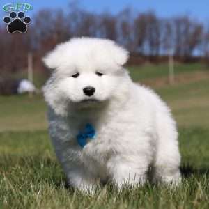 Simon, Samoyed Puppy